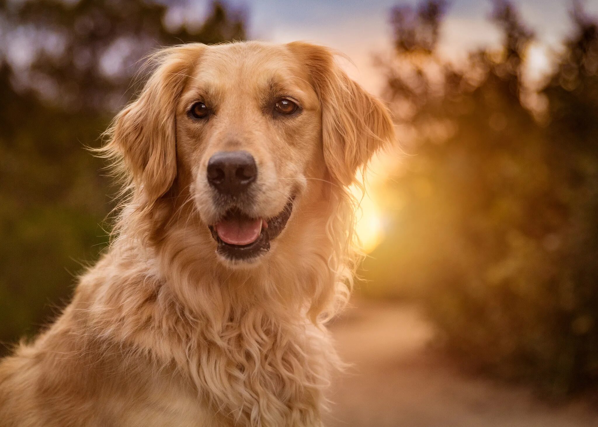 Порода собак золотистый ретривер фото Download wallpaper the sun, Golden, Retriever, section dog in resolution 2048x14