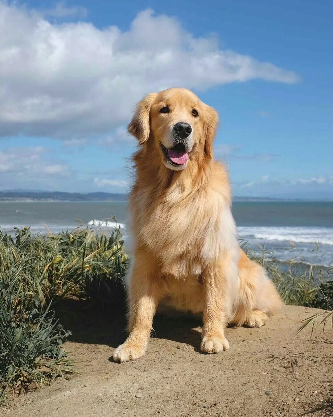 Порода собак золотистый ретривер фото цена щенки Pin op golden retriever Schattige dieren, Schattigste honden, Honden portretten