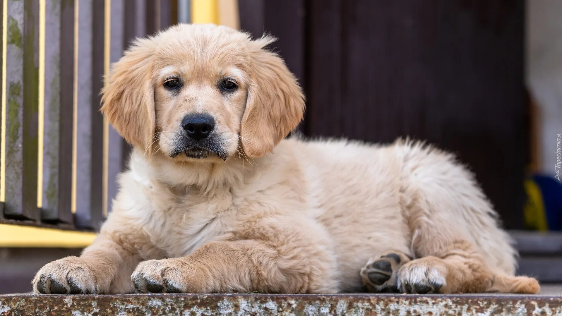 Порода собак золотистый ретривер фото цена щенки Leżący szczeniak golden retriever