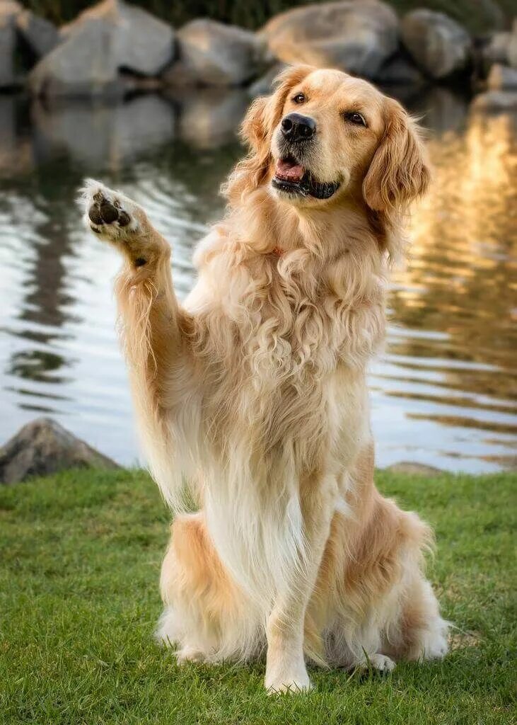 Порода собак золотистый ретривер фото цена щенки 15 Amazing Facts About Golden Retrievers You Probably Never Knew Filhotes de cac