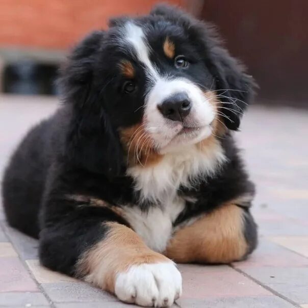 Порода собаки бернский зенненхунд фото I bought a Bernese Mountain Dog. 2022 Животные Нижняя Тура/Лесной/Качканар VK