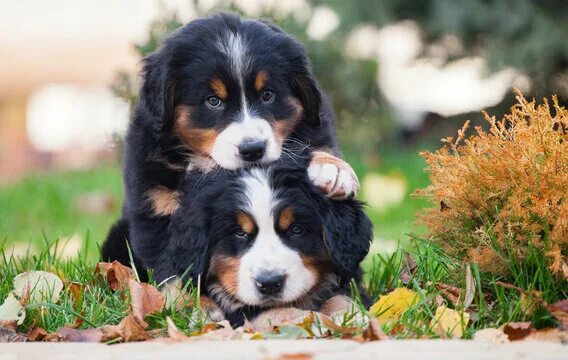 Порода собаки бернский зенненхунд фото Puppy Mountain Зображення - огляд 58,609 Стокові фото, векторні зображення й від