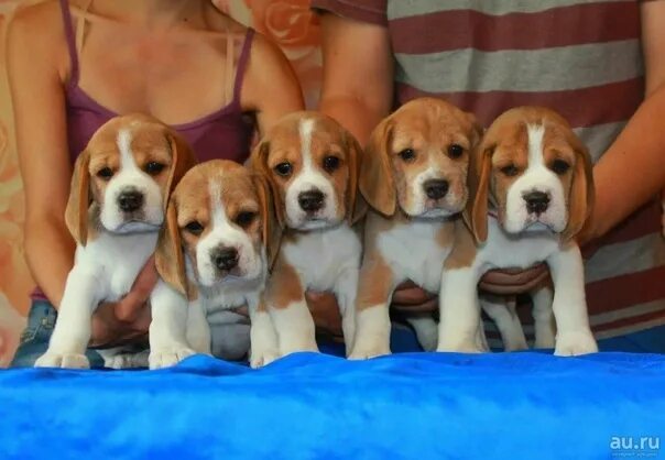 Pocket Beagles - The Ultimate Guide (2021) - Beagle Owner Beagle puppy, Cute ani