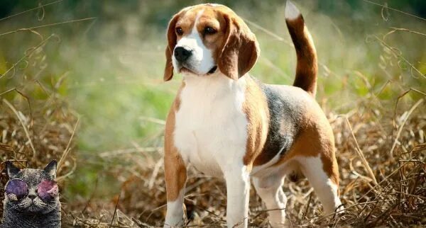Порода собаки бигль фото щенок CURTA e COMPARTILHE - Muito mais em: www.galaxiapet.com.br Best dog breeds, Dog 
