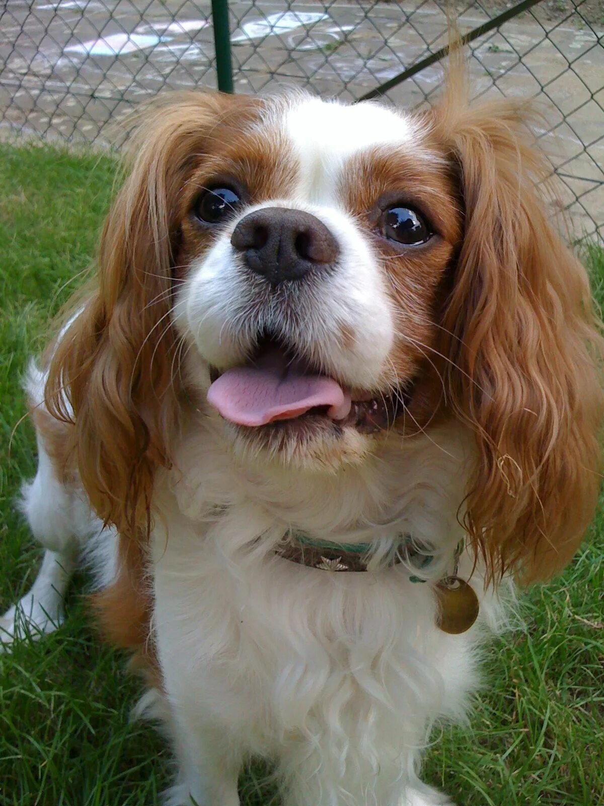 Порода собаки чарльз спаниель фото And this is my cute dog Charlie, Cavalier King Charles Spaniel :) A Healthy Dog 