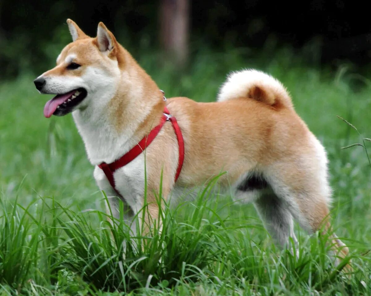 Порода собаки ину фото File:Shiba Inu.jpg - Wikipedia