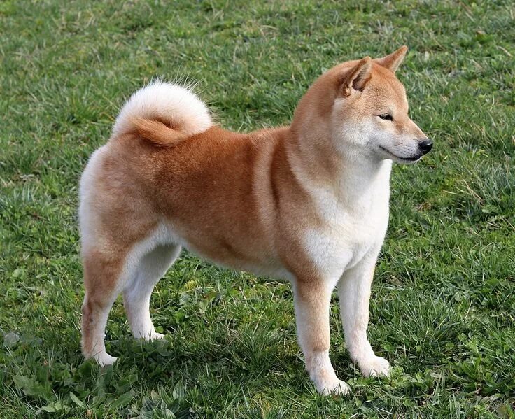 Порода собаки ину фото Shiba Inu - Wikipedia, la enciclopedia libre