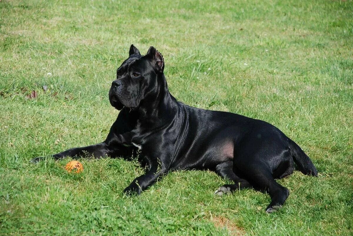 Pin on DOGS CANE CORSO & BLACK PITBULL Cane corso puppies, Corso dog, Cane corso