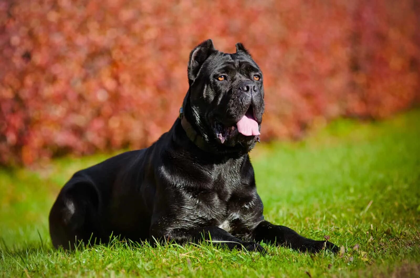 Порода собаки кане корсо фото цена 12 Best Collars For Cane Corso: Trendy And Functional Picks