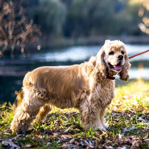 Порода собаки кокер фото Dog breed American cocker spaniel - ICA.DOG