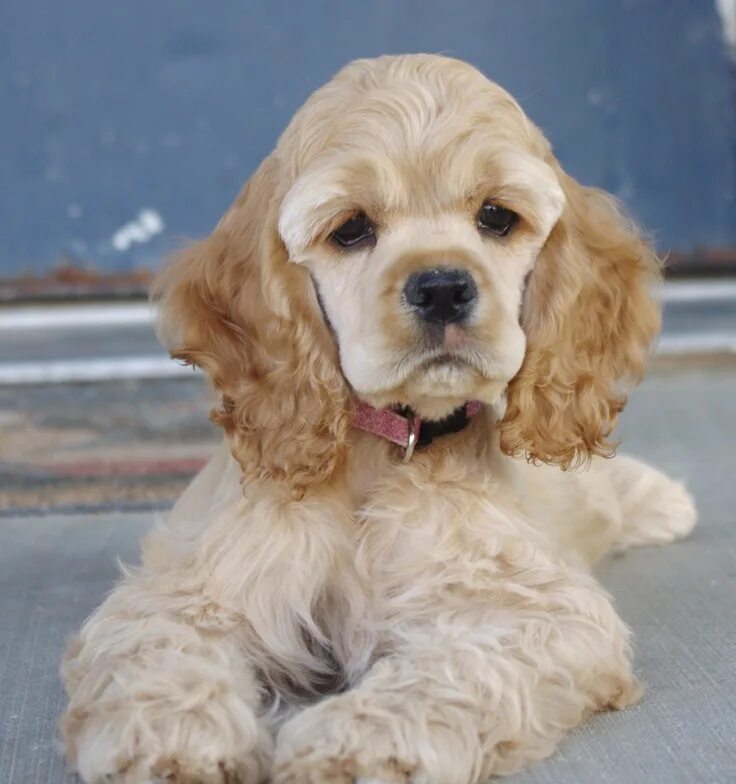 Порода собаки кокер фото American Cocker Spaniel - ADDI Classic Cocker Look & Trim Cocker spaniel dog, Am