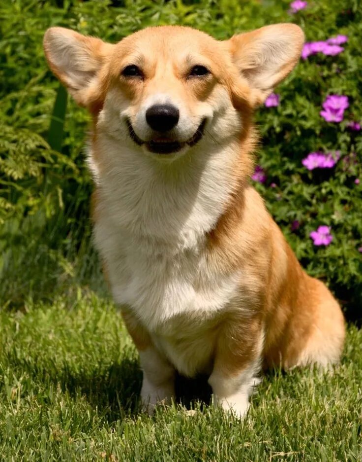 Порода собаки корги фото цена щенка Corgi smile! Happy animals, Corgi smile, Animal pictures