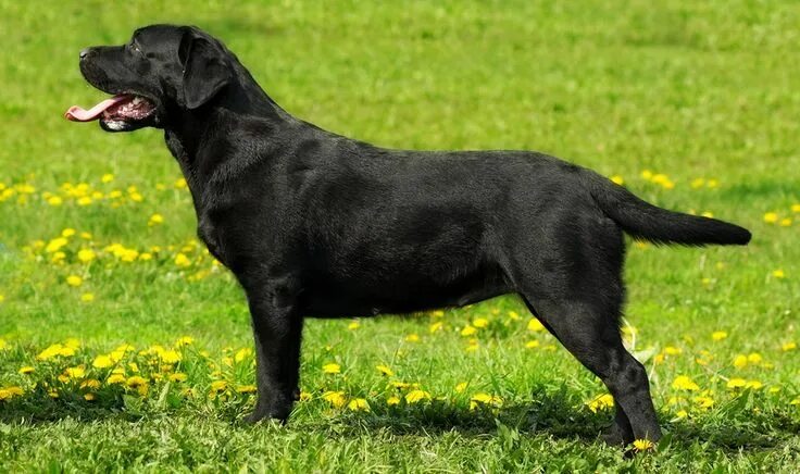 Порода собаки лабрадор фото описание English Lab - Your Guide To The English Labrador Retriever English labrador, Lab