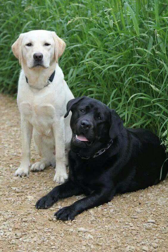 Порода собаки лабрадор фото описание Pin by Rocco on The more I love my dog Lab dogs, Labrador retriever dog, Dogs