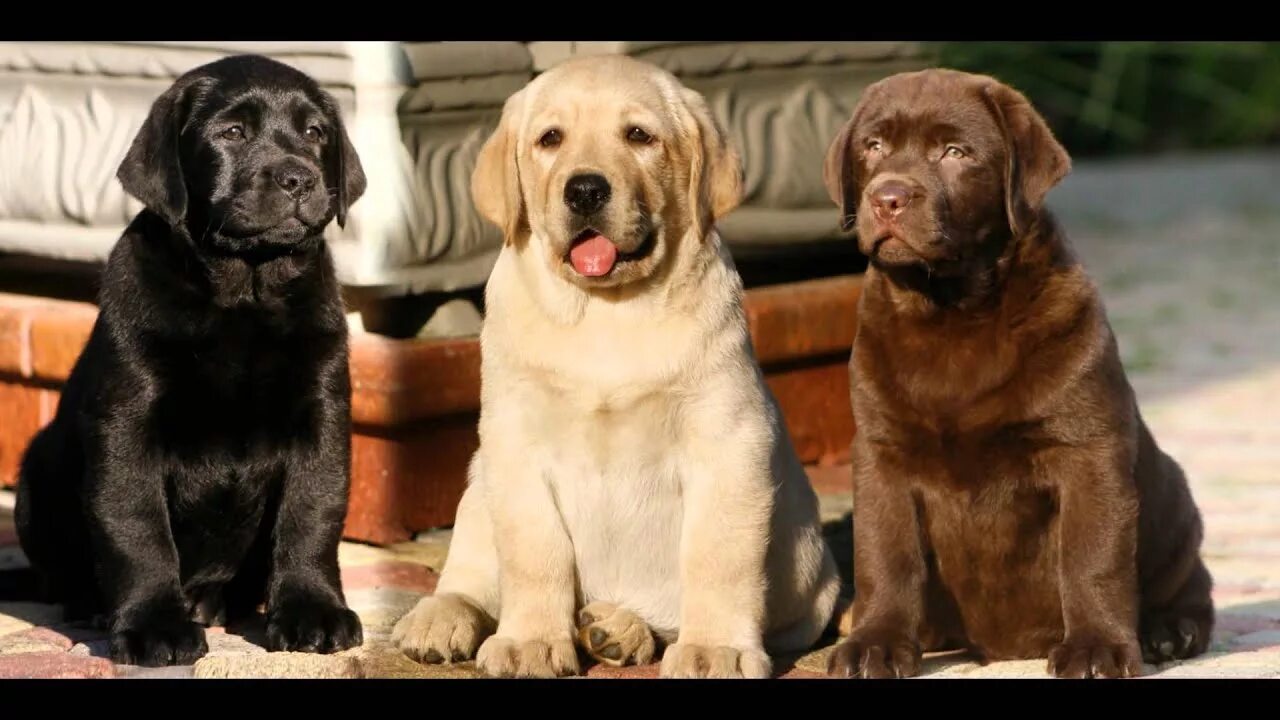 Порода собаки лабрадор фото описание Filhotes De Labrador Retriever Filhotes De Cachorro Labrador Retriever - YouTube