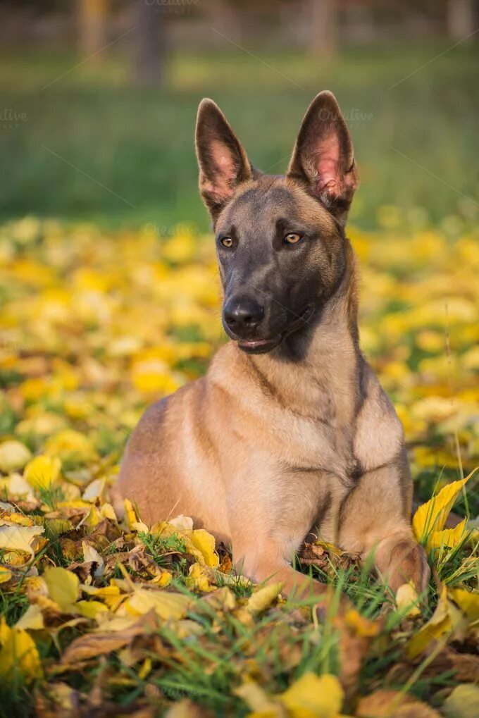 Порода собаки малинуа фото Belgian malinois dog in yellow leave containing dog, autumn, and malinois Malino