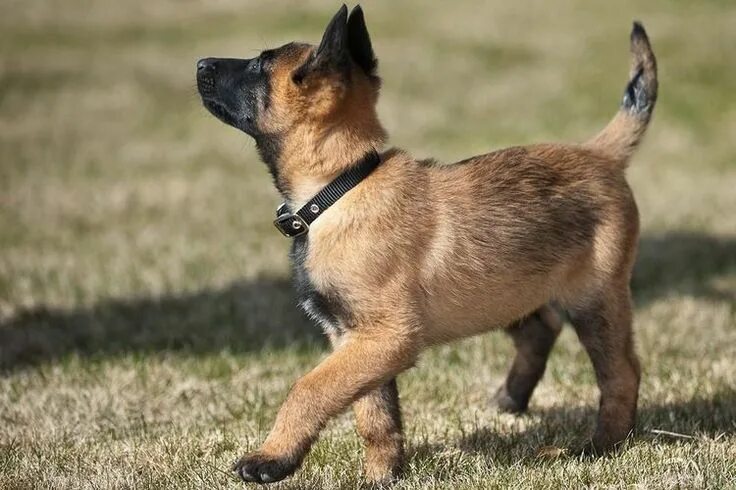 Порода собаки малинуа фото Learn About the Smart and Hardworking Belgian Malinois Belgian malinois puppies,