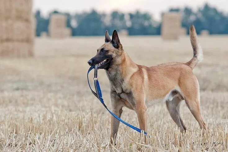 Порода собаки малинуа фото Learn About the Smart and Hardworking Belgian Malinois Belgian malinois dog, Bel