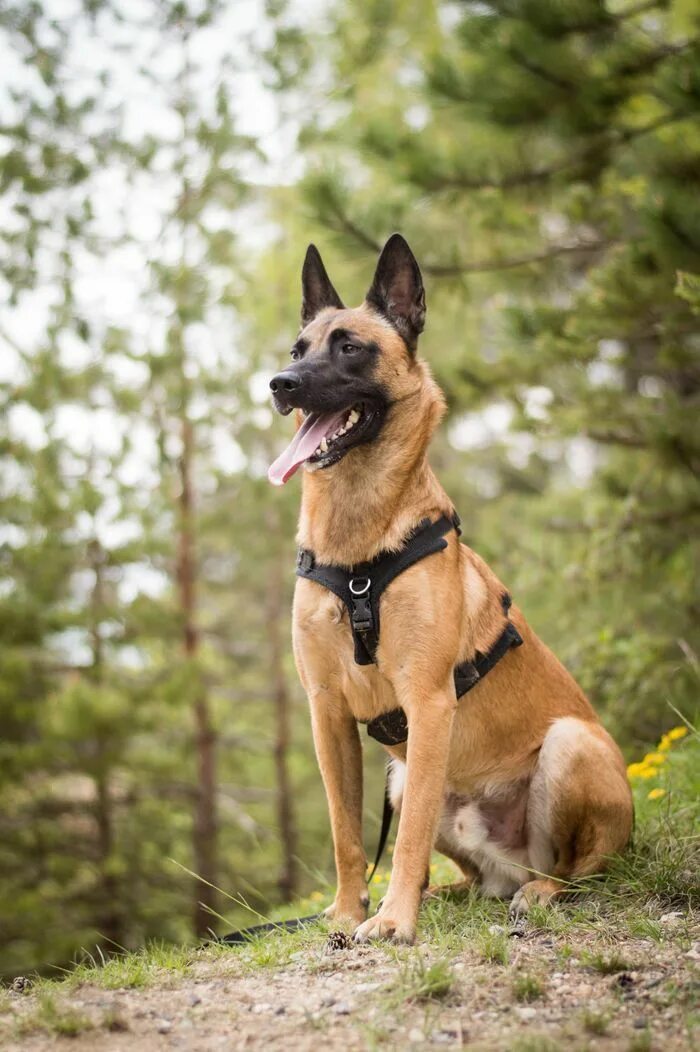 Порода собаки малинуа фото Mechelse herder Malinois dog, Belgian malinois, Belgian malinois puppies