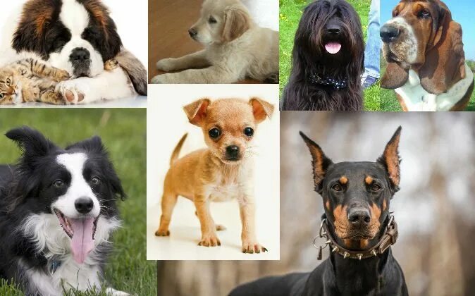 Порода собаки по фото определить онлайн бесплатно Dog Breeds: What Does Your Choice of Breed Say About You? The Epoch Times