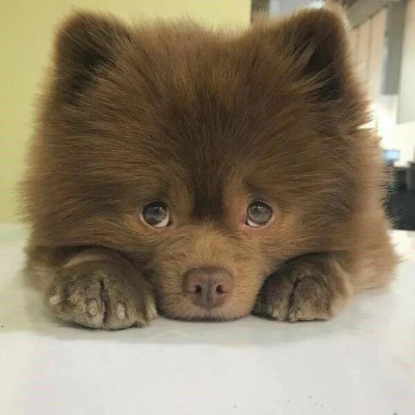 Порода собаки похожая на медведя фото Abandoned Pomeranian Gets Second Chance and Is Now Living His Best Life Cute ani