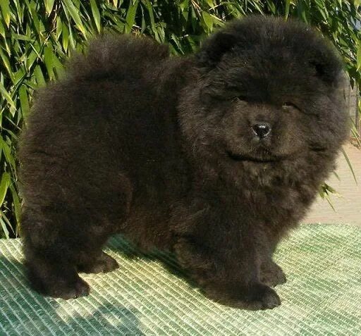 Порода собаки похожая на медведя фото chow chow mini for sale 09192804039 kian Chow chow puppy, Black chow chow, Black