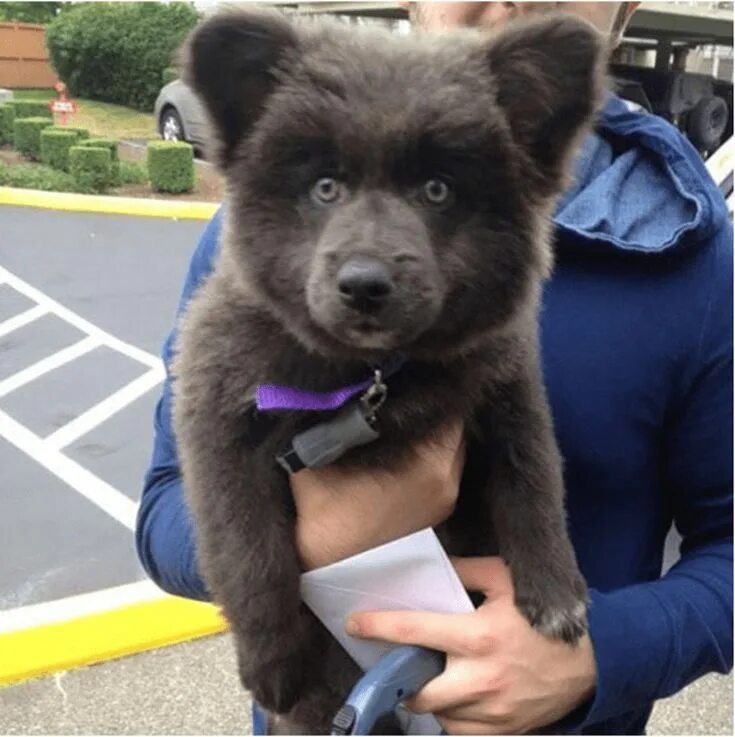 Порода собаки похожая на медведя фото These Fluffy Dogs Look Like Teddy Bears! (19 Photos) Teddy bear dog, Bear dog, F