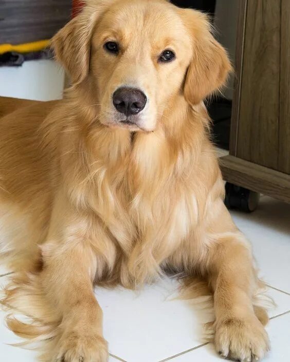 Порода собаки ретривер фото щенки Golden Retrievers for Sale Noble Home Retrievers Our gorgeous Golden retriever p