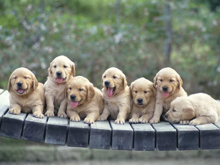 Going to buy golden retriever puppies to bring at home Golden retriever, Retriev