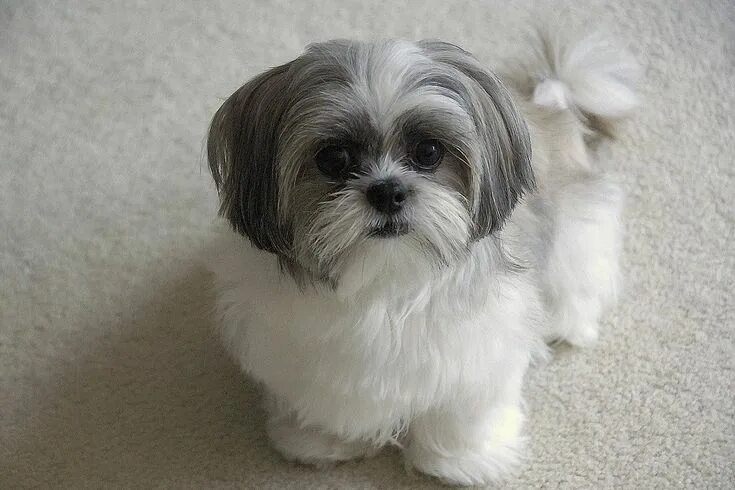 Порода собаки ши тцу фото цена щенок shih tzu - Google Search Shih tzu puppy, Shih tzu haircuts, Shih tzu dog