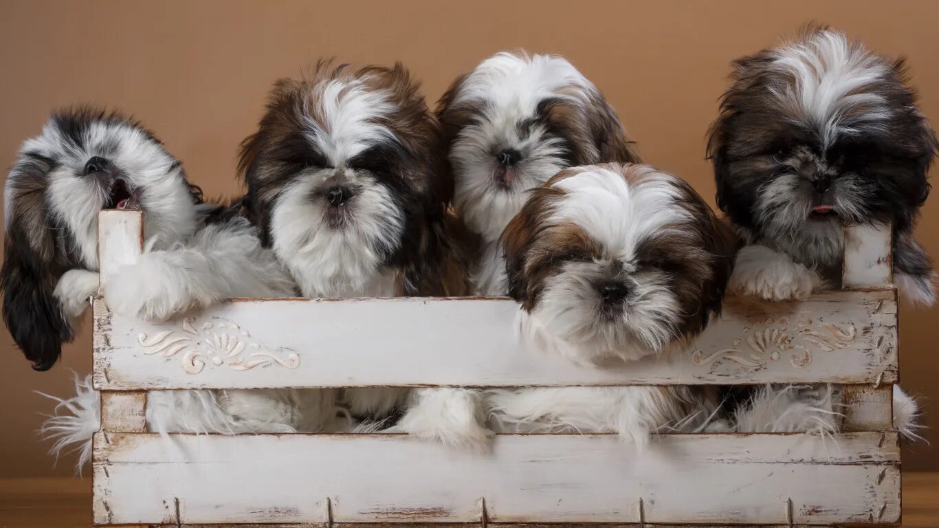 Shih Tzu Shih tzu puppy, Shih tzu dog, Shih tzu grooming