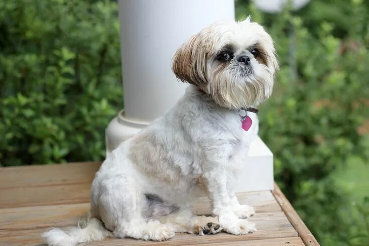 Порода собаки ши тцу фото цена щенок When are you coming home? Shih tzu haircuts, Shih tzu, Shih tzu dog