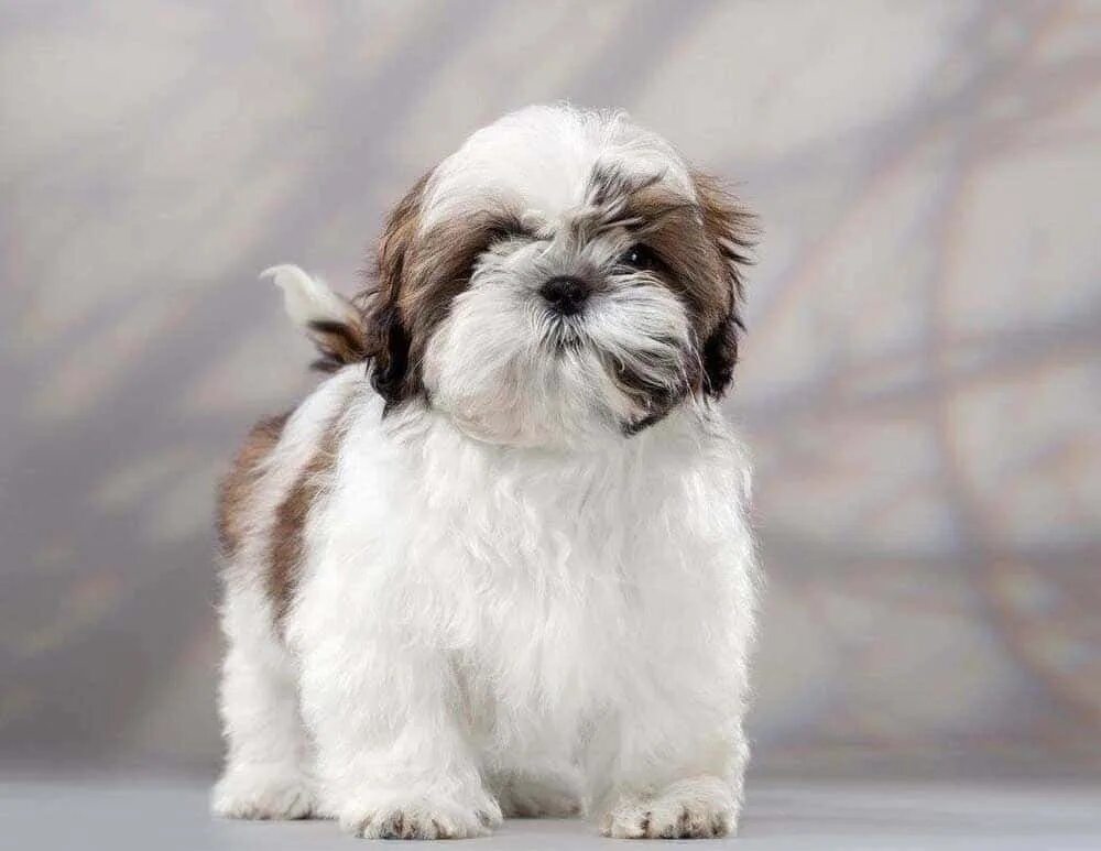 Порода собаки ши тцу фото цена щенок Download shih tzu puppy - shih tzu puppy Wallpapers.com