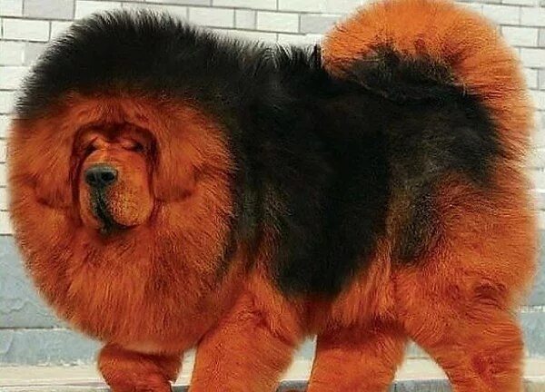 Порода собаки тибетский мастиф фото цена щенка Интересные новости Fluffy dogs, Dogs, Tibetan mastiff