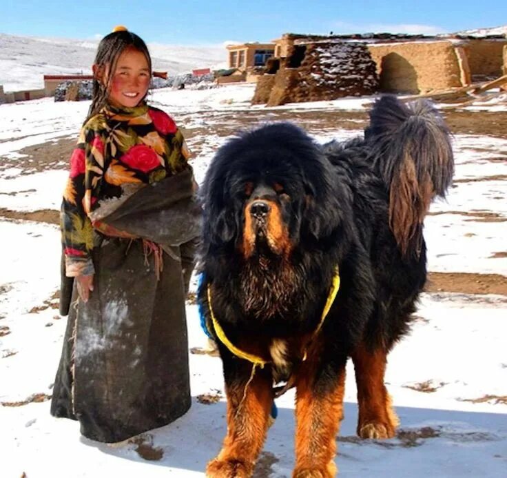 Порода собаки тибетский мастиф фото цена щенка Tibetan Mastiff Expensive dogs, Huge dogs, Tibet