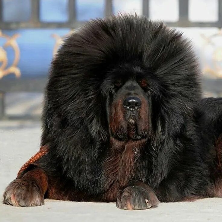 Порода собаки тибетский мастиф фото цена щенка Pin on Mastim Tibetano Animals, Tibetan mastiff, Natural dog