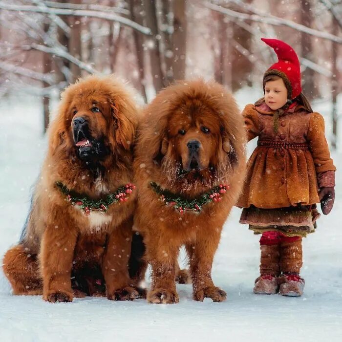 Порода собаки тибетский мастиф фото цена щенка Animals Tibetan mastiff, Dogs, Mastiffs