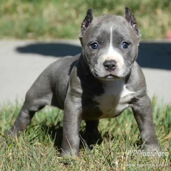 Порода стаффордширский терьер фото щенок Pitbull dog breed, Bully breeds dogs, Pitbull puppies