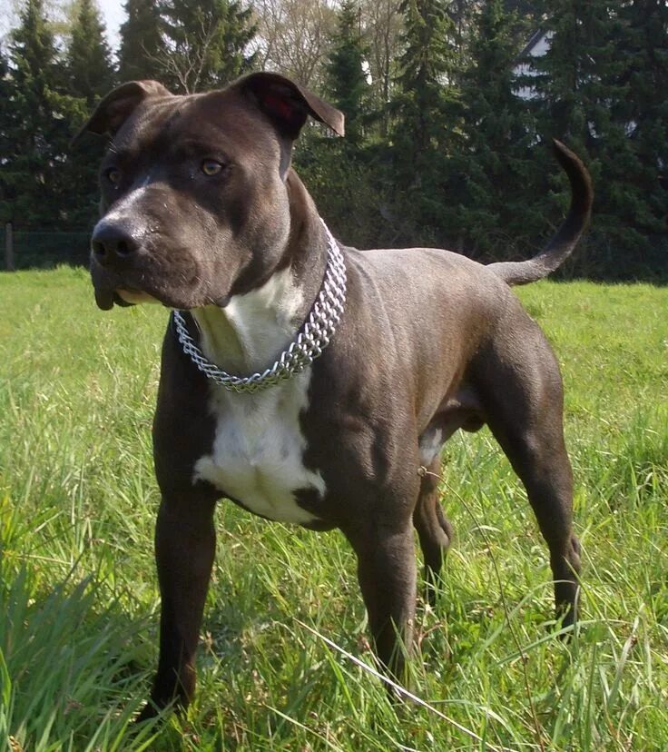 Порода стаффордширский терьер фото щенок american staffordshire terrier American Staffordshire Terrier Jack photo and wal