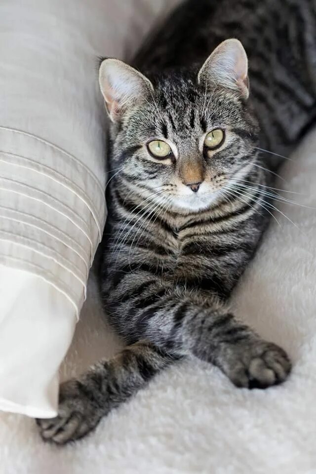 What is a Mackerel Tabby Cat? Five Things You Didn't Know Tabby cat, Tabby kitte