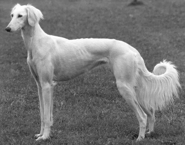 Порода таза собак фото The functional Saluki Saluki dogs, Dog people, Saluki