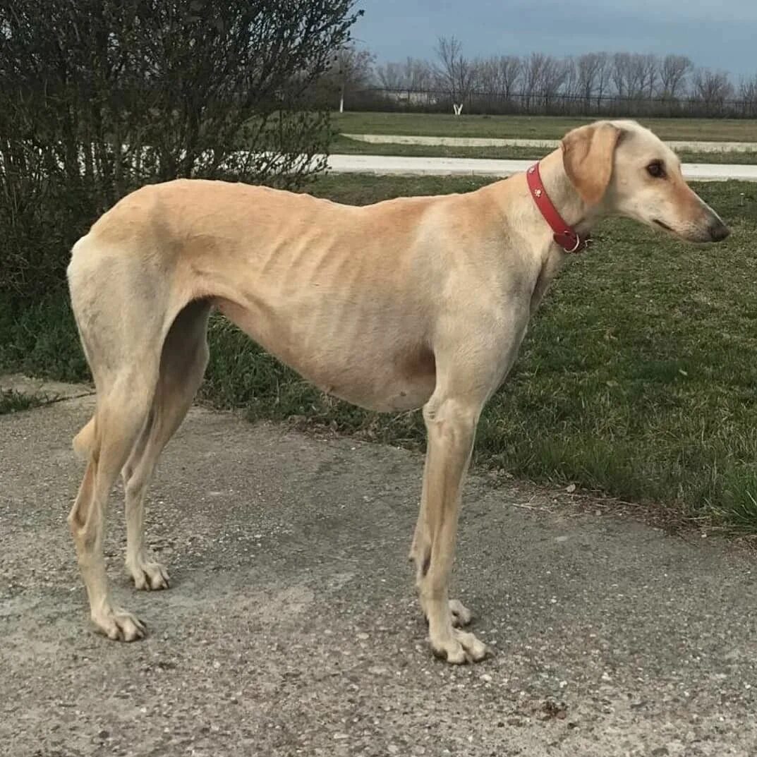 Порода таза собак фото Anadolu Sultan Tazısı Köpek, Sultan, Av