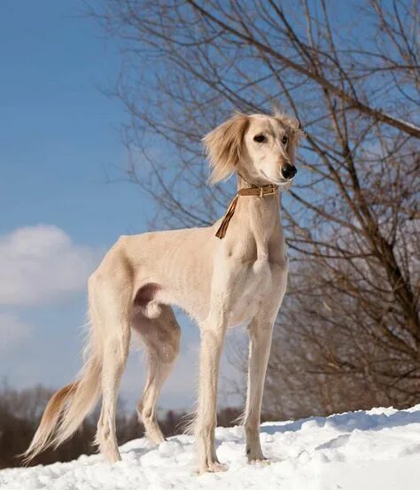 Порода таза собак фото Top 10 saluki dogs ideas and inspiration