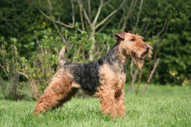 Порода терьеров разновидности собак фото How to Keep a Welsh Terrier's Coat Looking Good Pets4Homes Детеныши животных, До