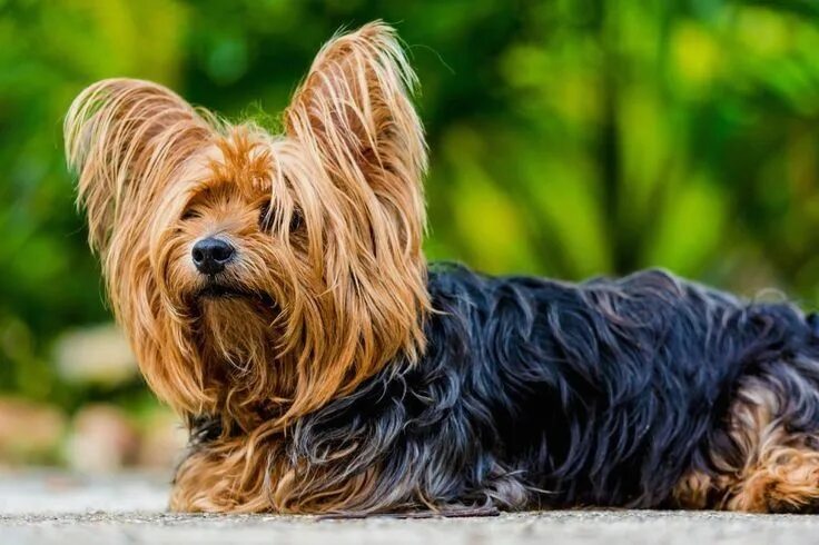 Порода терьеров разновидности собак фото Pin by Carol P. Luna on Yorkshire Yorkshire terrier dog, Yorkshire terrier, Trai