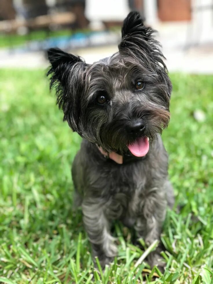 Порода терьеров разновидности собак фото Cairn Terrier Cairn terrier, Terrier, Terrier dogs