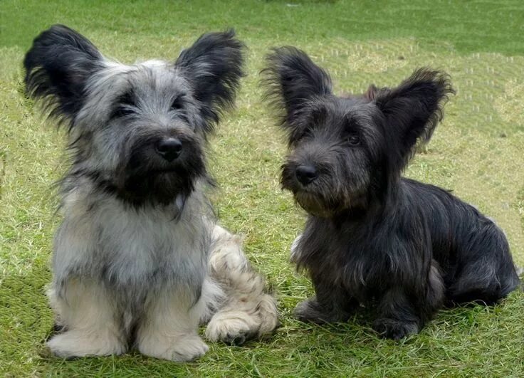 Порода терьеров разновидности собак фото Descubre la PECULIAR Raza de Perro Skye Terrier, *lo contamos TODO! Razas de per