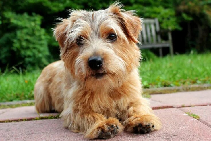 Порода терьеров разновидности собак фото The Top Five Norfolk Terrier Mixes Norfolk terrier, Terrier dog breeds, Best dog