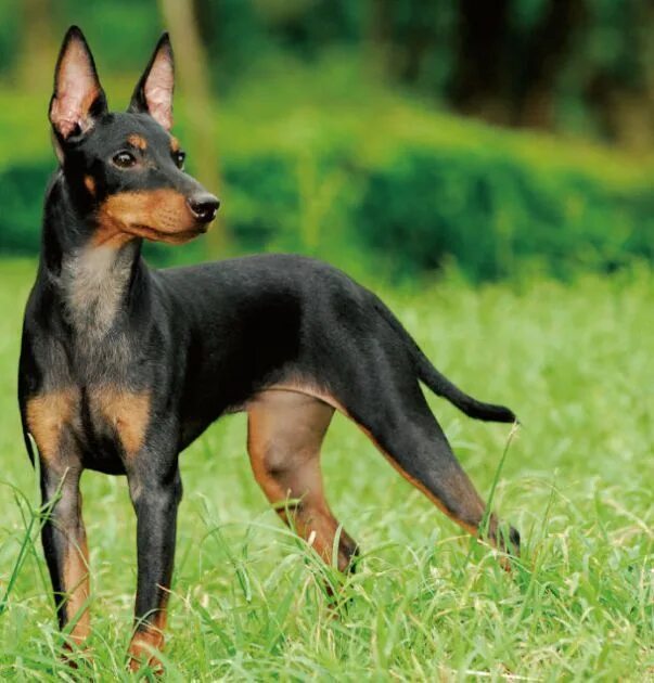 Порода терьеров разновидности собак фото TOY MANCHESTER TERRIER Терьер, Собаки, Тени