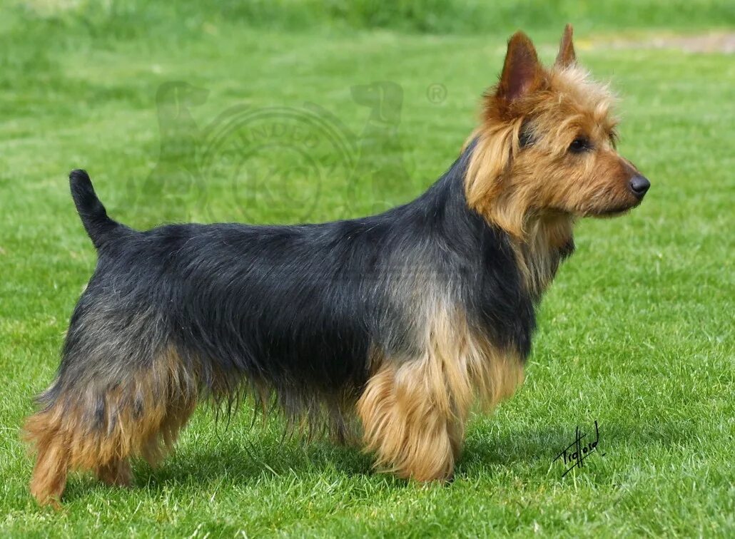 Порода терьеров разновидности собак фото Australian Terrier Breed Guide - Learn about the Australian Terrier.